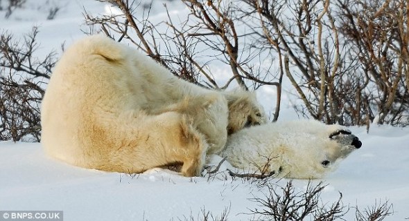 摄影师拍到北极熊雪地玩前滚翻(组图)